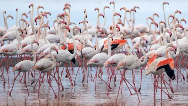 google-earthten-flamingo-gozlemi-001.jpg