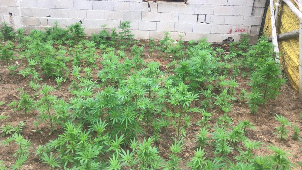 aksarayda-mustakil-evin-bahcesinde-kenevir-yetistirerek-esrar-uretimi-yapan-1i-kadin-4-kisi-jandarmanin-operasyonuyla-yakalandi-evde-narkotik-detektoru-kaput-isimli-kopekle-birlikte-yapilan-aramada-cok-sayida-uyusturucu-ele-gecirildi.jpg