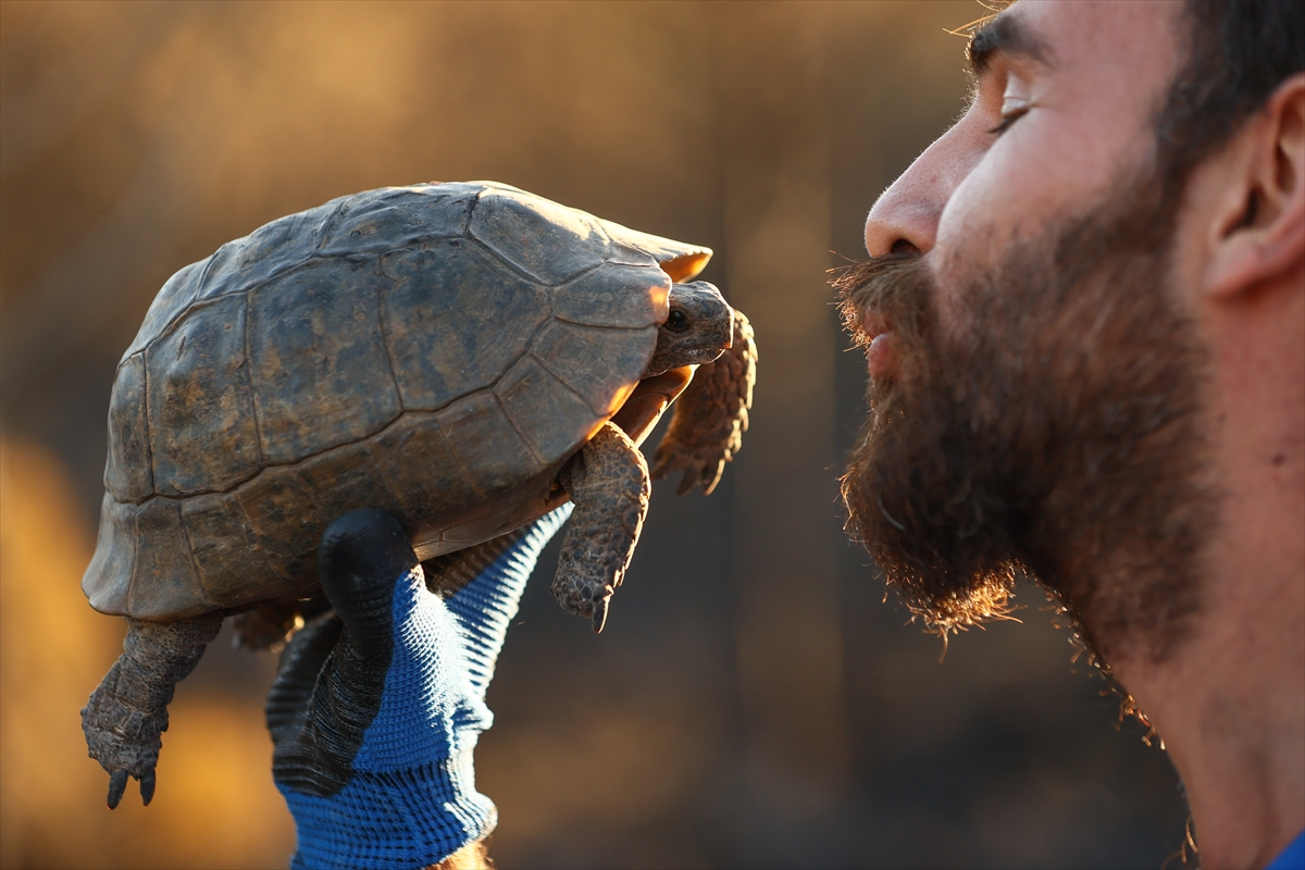 yangindan-topragin-altina-gizlenerek-kurtulan-hayvanlari-ariyorlar.jpg