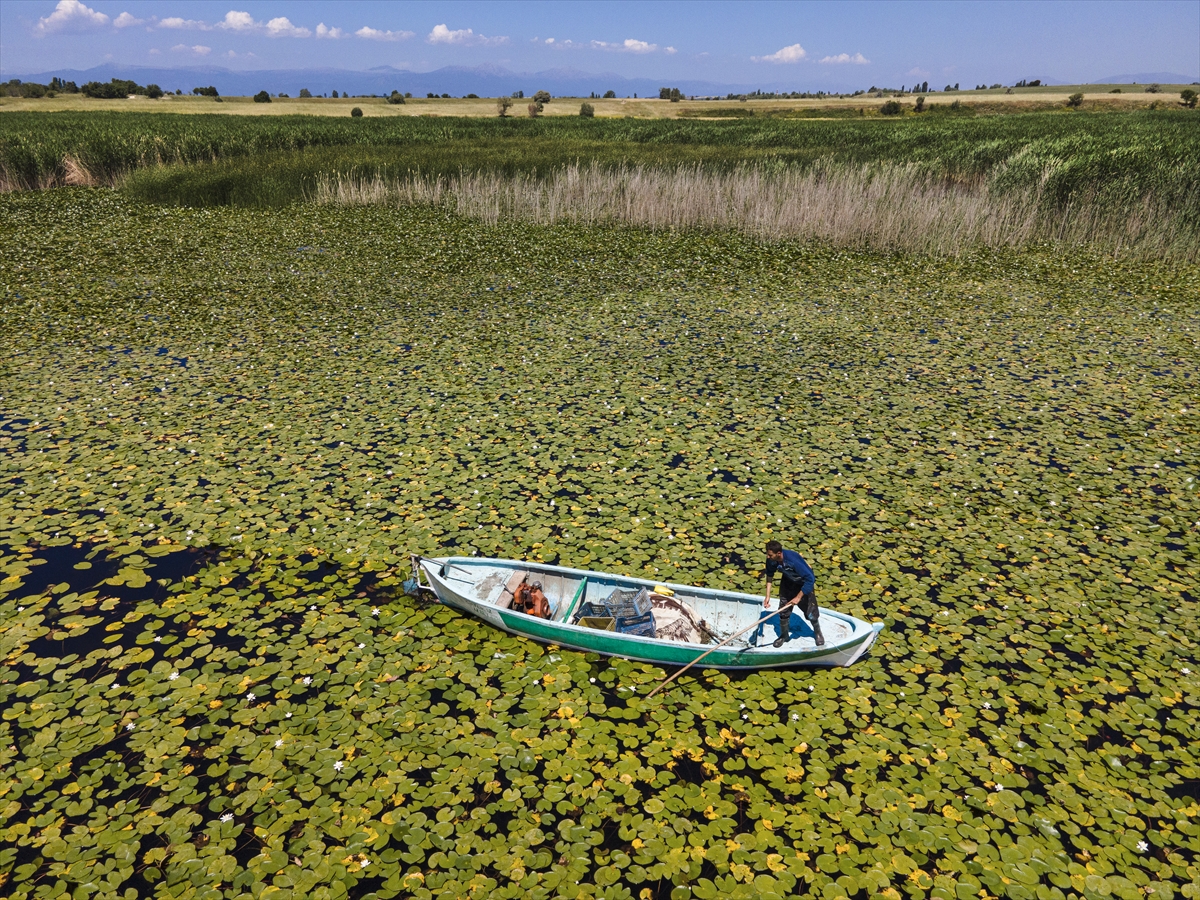 beysehir-golu-yuzeyinde-acan-niluferler-ziyaretcilerin-ilgisini-cekiyor-003.jpg