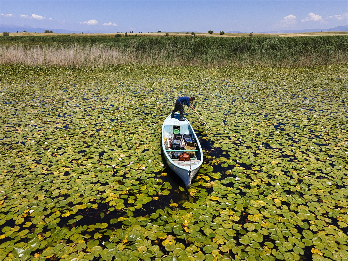 beysehir-golu-yuzeyinde-acan-niluferler-ziyaretcilerin-ilgisini-cekiyor-004.jpg