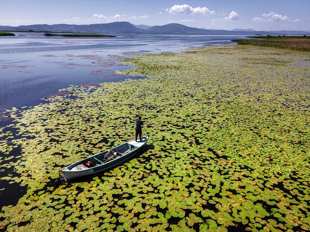beysehir-golu-yuzeyinde-acan-niluferler-ziyaretcilerin-ilgisini-cekiyor.jpg