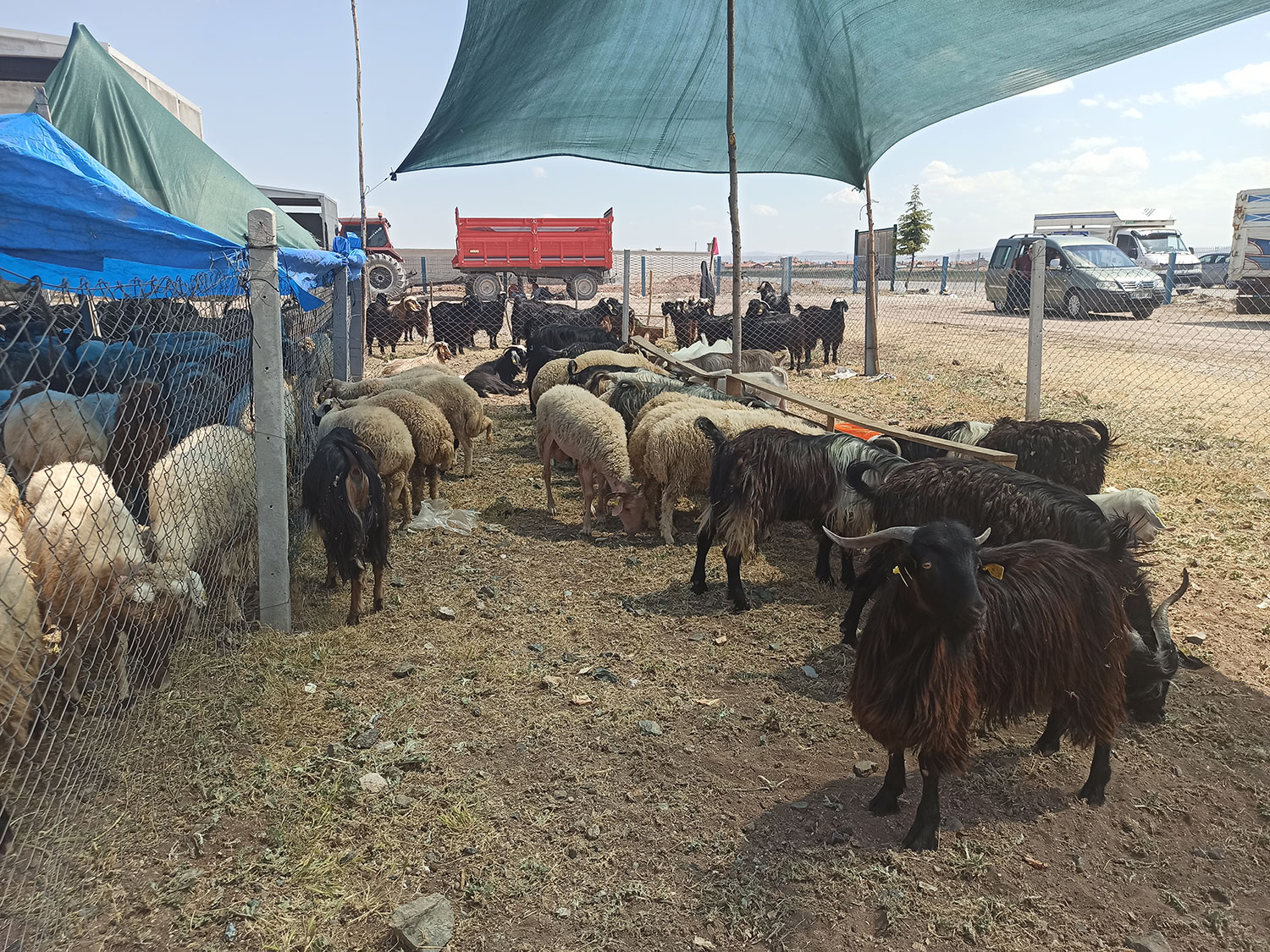 konyada-kurban-bayrami-oncesi-hayvan-pazarlarinda-durgunluk-hakim-002.jpg
