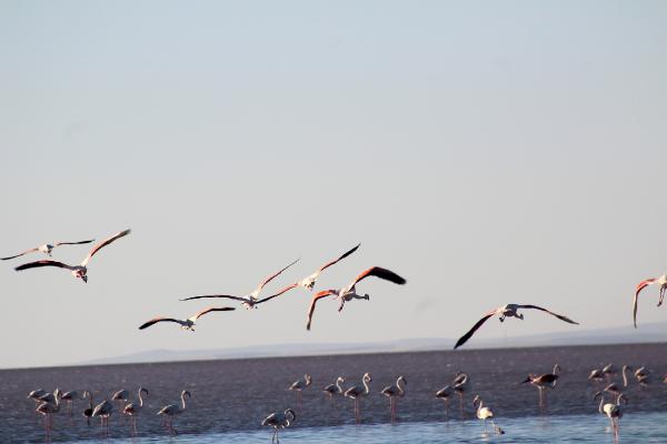 tuz-golunde-binlerce-yavru-flamingo-yumurtadan-cikti-001.jpeg