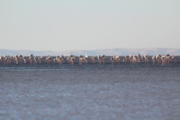 tuz-golunde-binlerce-yavru-flamingo-yumurtadan-cikti-003.jpeg