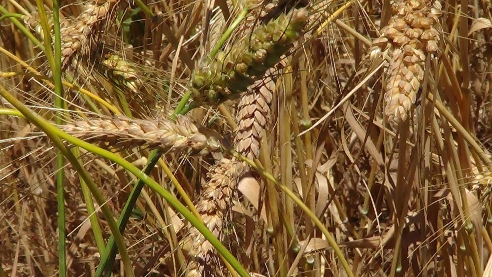 bu-bugday-bambaska-bir-basakta-100-dane-veriyor-insan-boyuna-ulasiyor-001.jpg