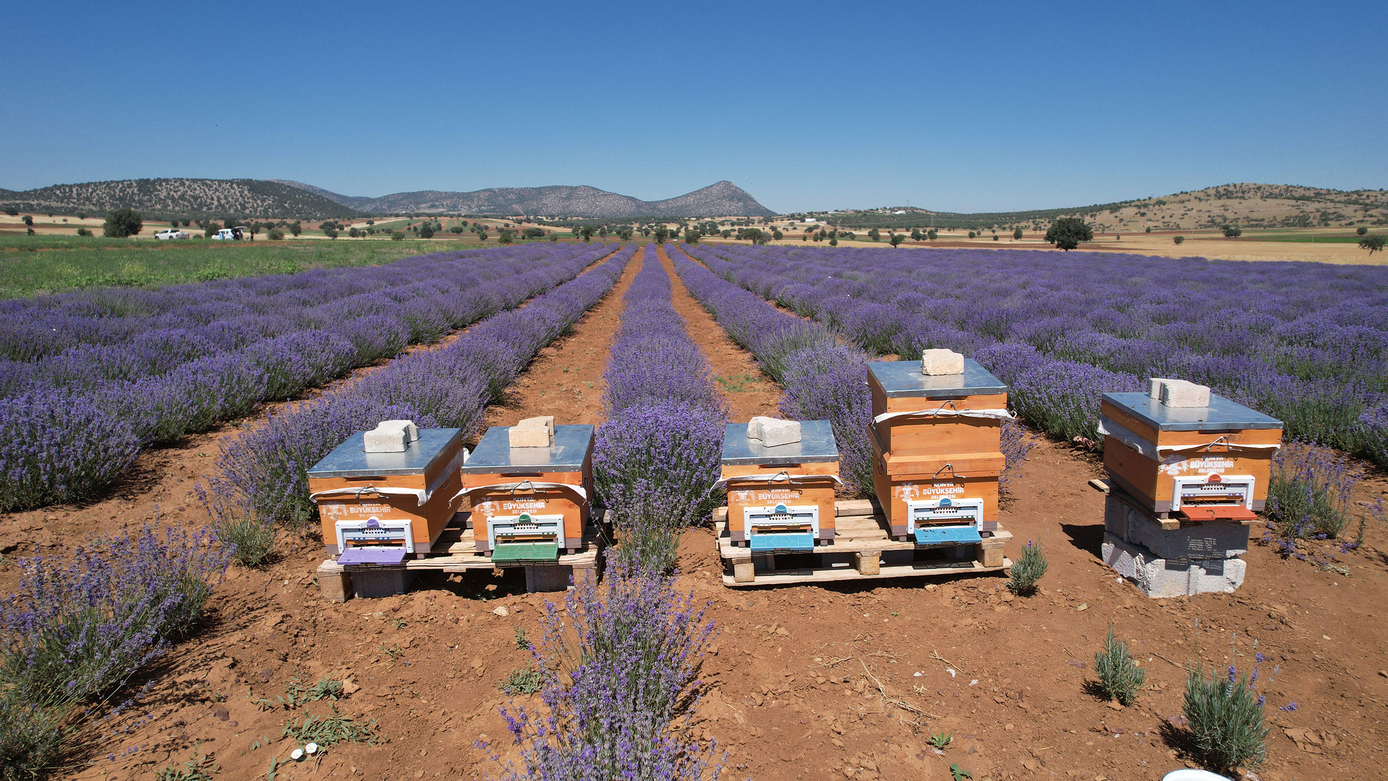 konya-guneysinirda-lavanta-hasadi-basladi-001.jpg