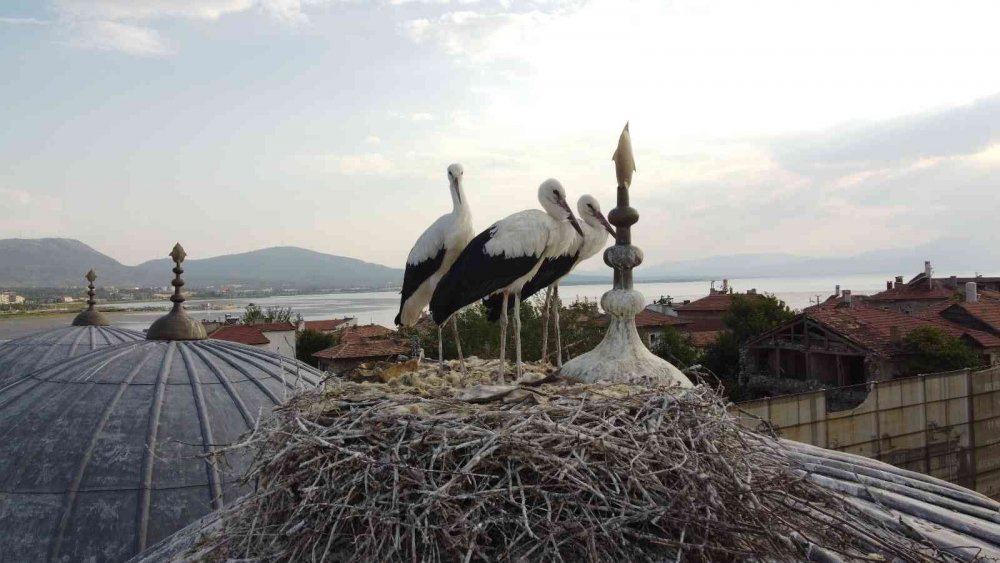 Konya'nın 723 yıllık camisindeki leylek yuvası ilgi odağı oldu