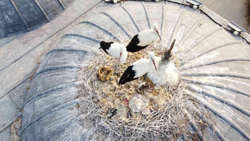 Konya'nın 723 yıllık camisindeki leylek yuvası ilgi odağı oldu