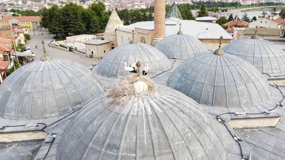 Konya'nın 723 yıllık camisindeki leylek yuvası ilgi odağı oldu