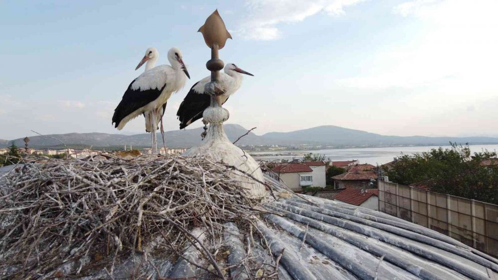 Konya'nın 723 yıllık camisindeki leylek yuvası ilgi odağı oldu