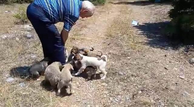 Konya'da 21 yavru köpek ormanda ölüme terk edildi
