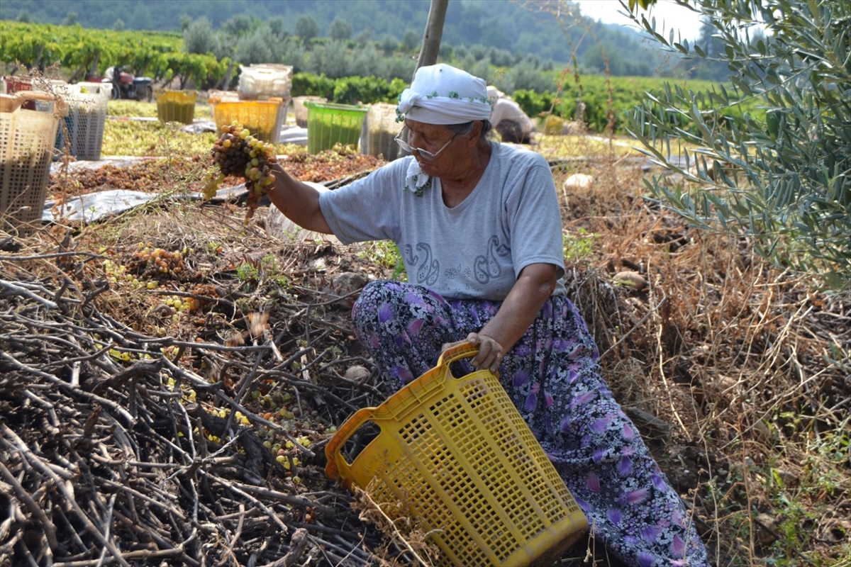 kurutmaya-birakilan-uzumler-sel-sularina-kapildi.jpg