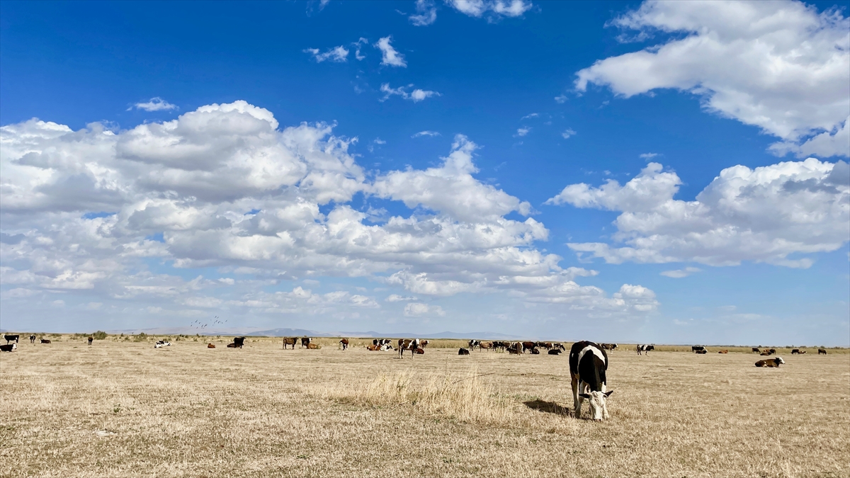 konyada-kuruyan-aksehir-golu-hayvanlara-mera-oldu.jpg