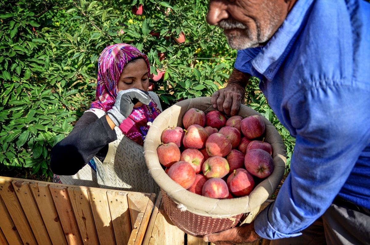 konya-yillik-250-bin-ton-elma-uretimiyle-5-sirada-yer-aliyor-003.jpg