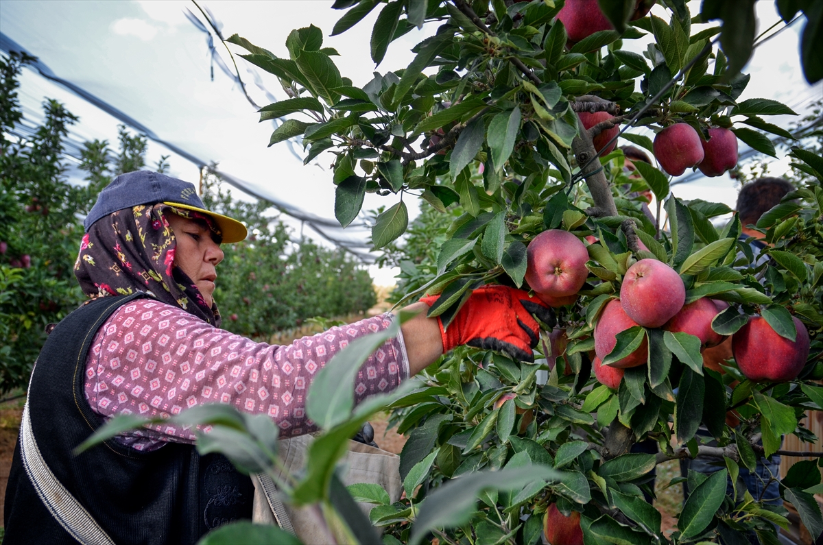 konya-yillik-250-bin-ton-elma-uretimiyle-5-sirada-yer-aliyor-006.jpg