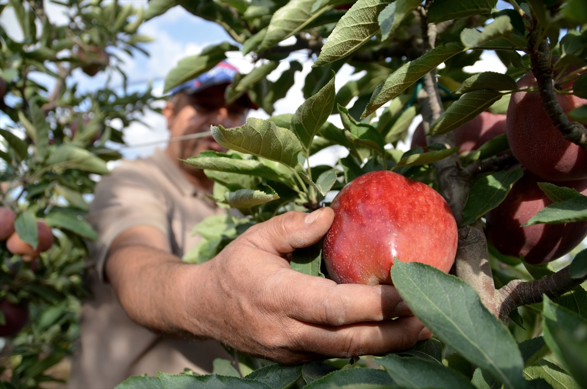 konya-yillik-250-bin-ton-elma-uretimiyle-5-sirada-yer-aliyor-007.jpg