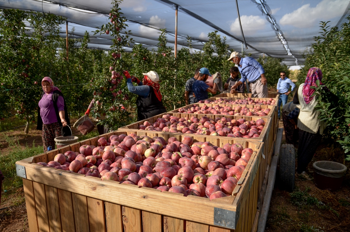 konya-yillik-250-bin-ton-elma-uretimiyle-5-sirada-yer-aliyor.jpg