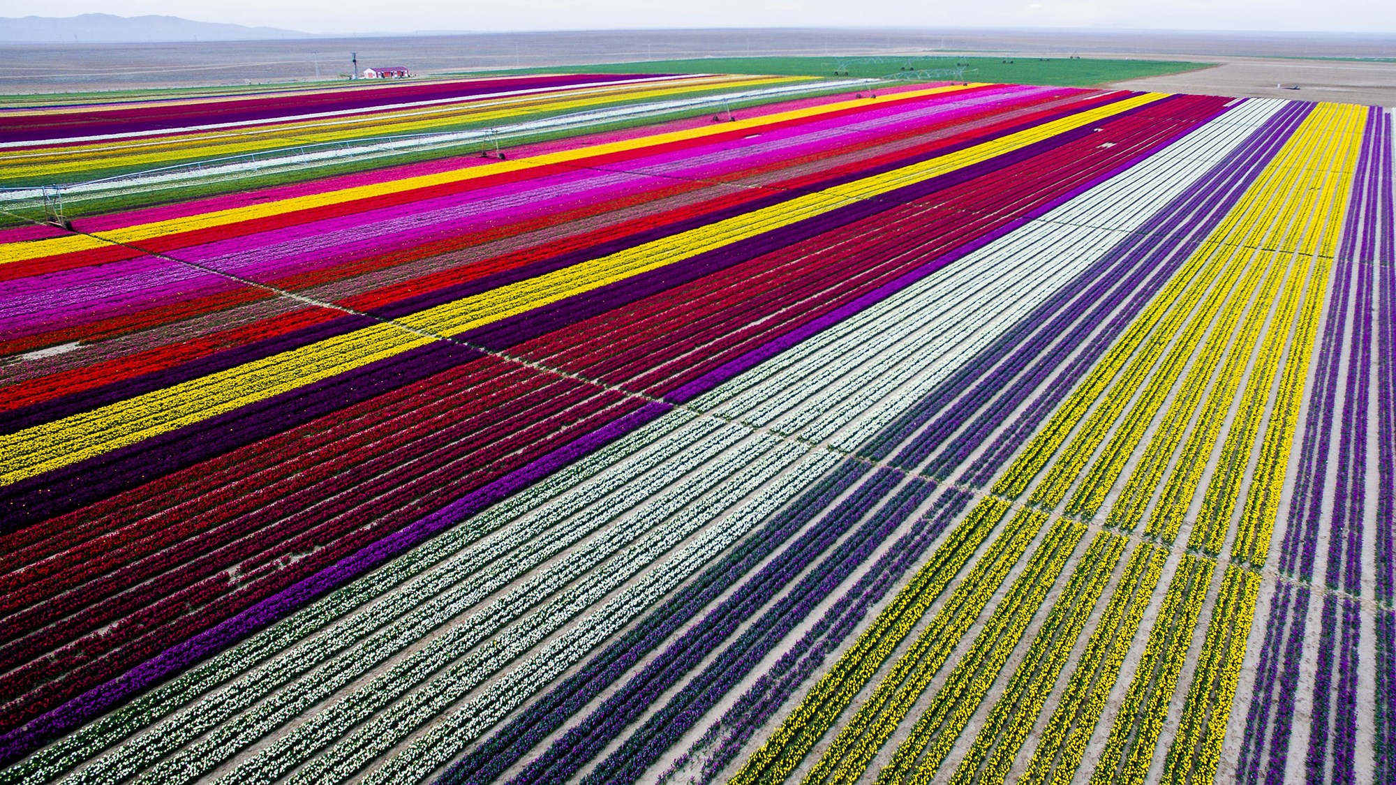 Тюльпановые поля в Турции