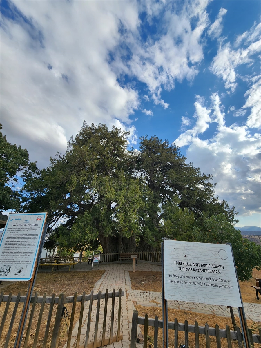 tam-1001-yillik-konyanin-bu-ilcesindeki-ardic-agaci-tarihe-taniklik-ediyor-002.jpg