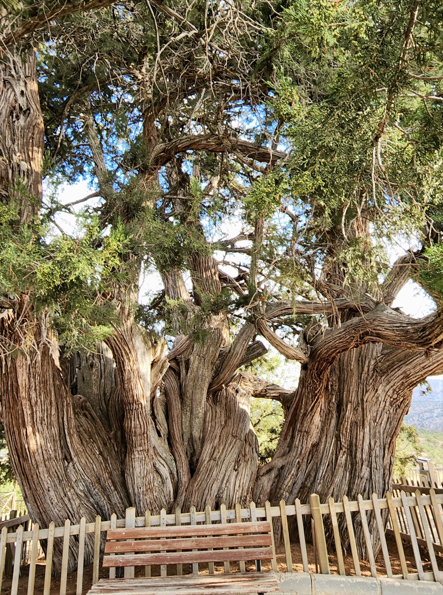 tam-1001-yillik-konyanin-bu-ilcesindeki-ardic-agaci-tarihe-taniklik-ediyor.jpg