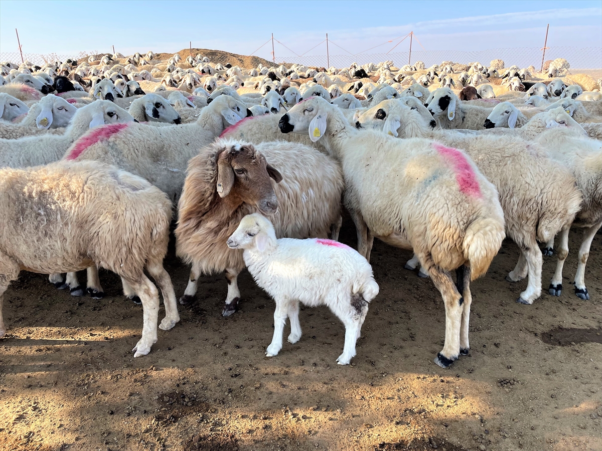 devlet-destegiyle-baslayan-girisimci-kadin-250-hayvanlik-suru-sahibi-oldu-001.jpg