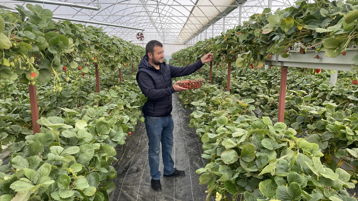 istifa-etti-topraksiz-tarima-basladi-simdi-konyada-yillik-10-ton-cilek-uretiyor-003.jpg