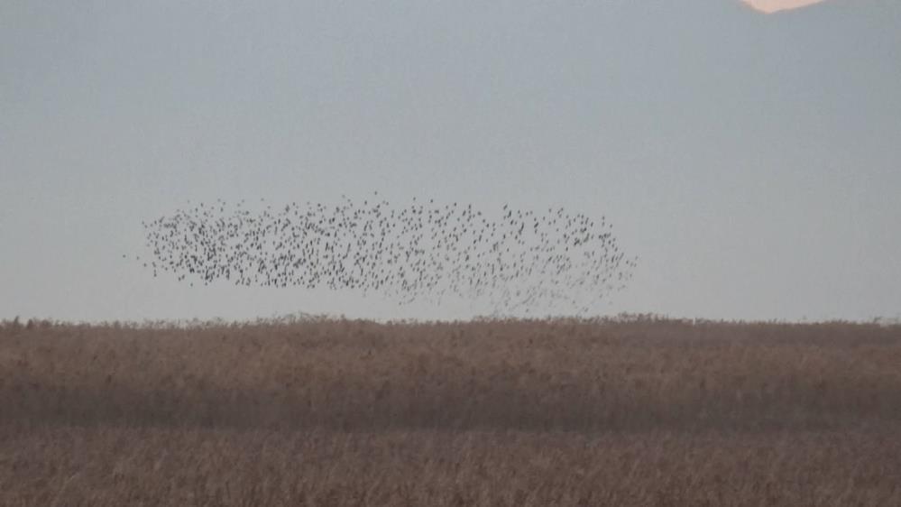 konyada-sigircik-kuslarinin-gokyuzundeki-dansi-gorsel-solen-sundu-002.jpg