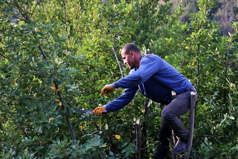 Orman köylülerinin zorlu defne yaprağı mesaisi