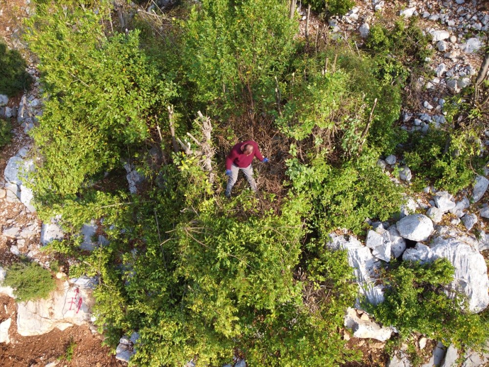 Orman köylülerinin zorlu defne yaprağı mesaisi