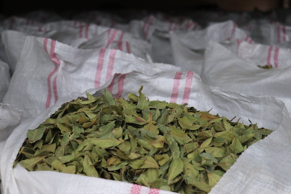 Orman köylülerinin zorlu defne yaprağı mesaisi