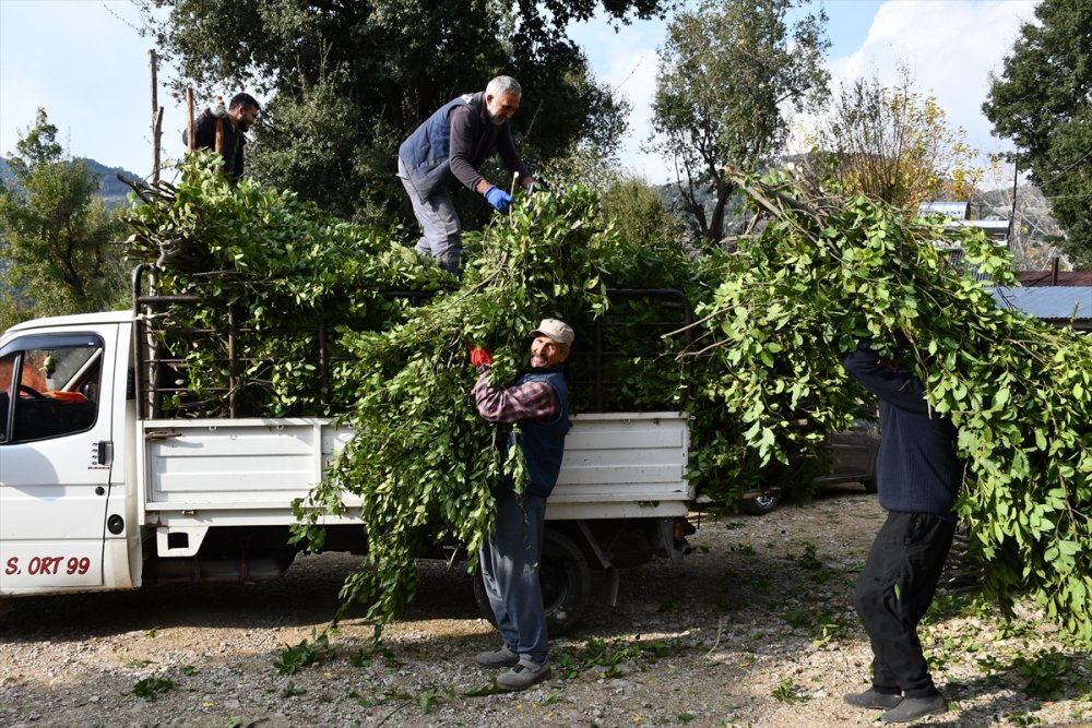 Orman köylülerinin zorlu defne yaprağı mesaisi