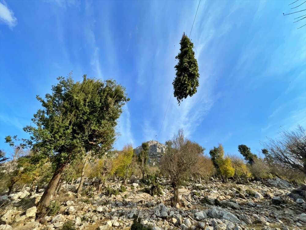 Orman köylülerinin zorlu defne yaprağı mesaisi