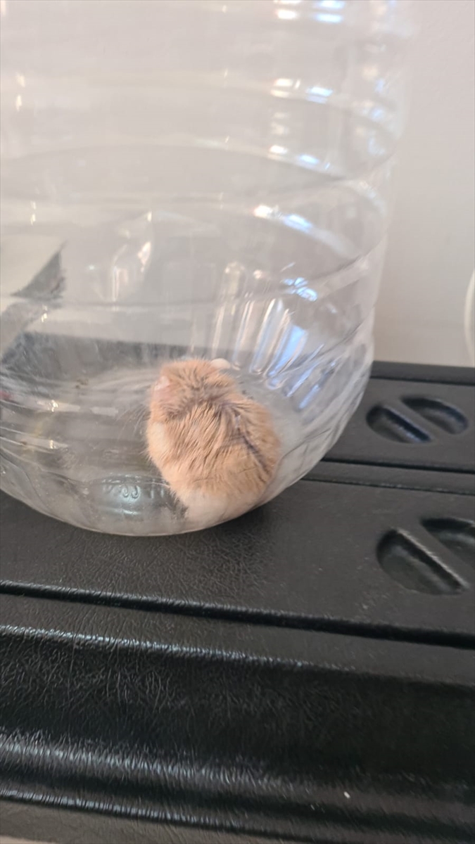 otomobilde-piton-yilani-ile-hamster-ele-gecirildi-konyaya-gonderildi-002.jpg
