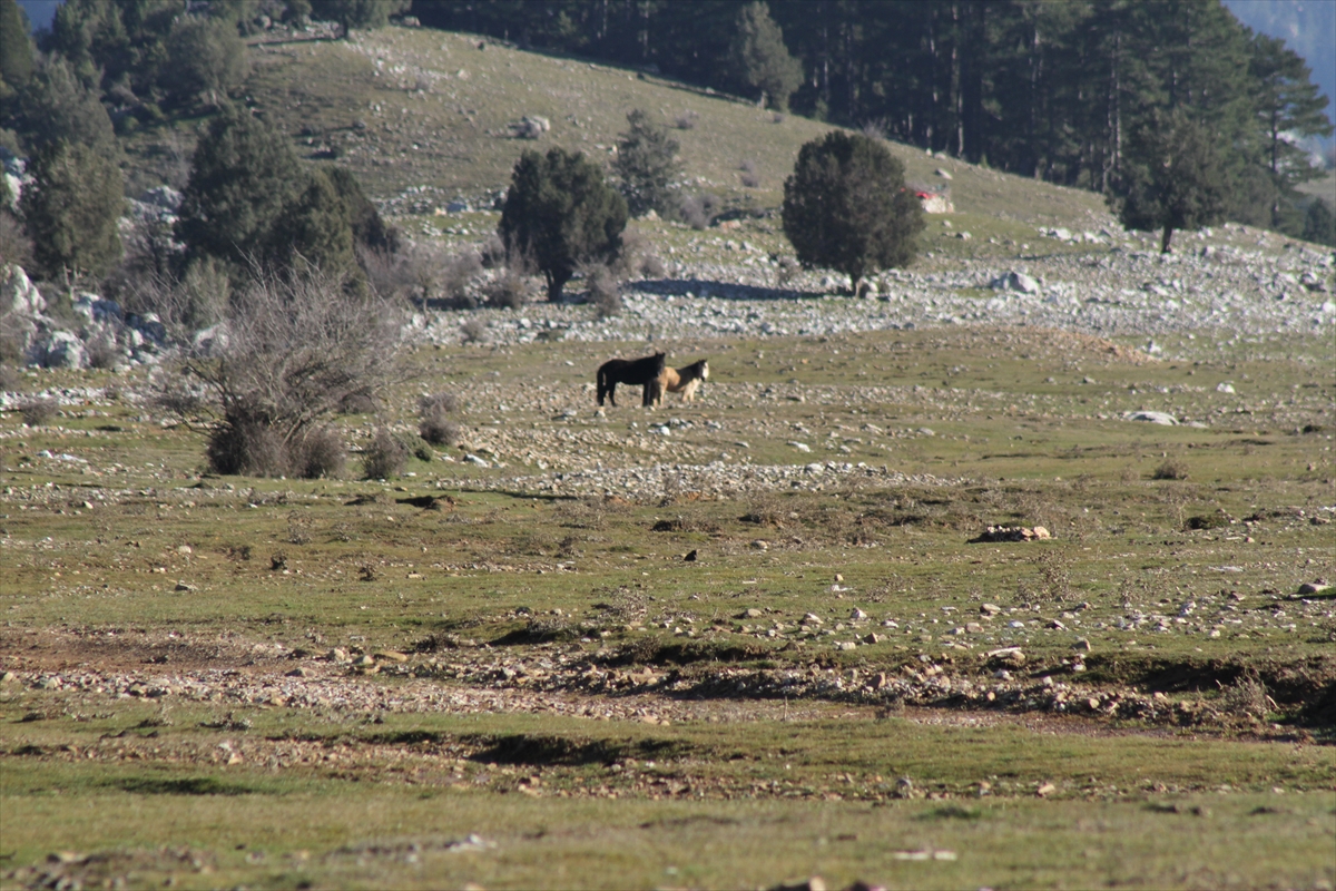 toroslarin-konya-eteklerindeki-yesil-cayirlarda-yilki-atlari-ozgurce-dolasiyor-004.jpg