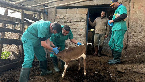 konyanin-canbulani-deprem-bolgesinde-hayvanlari-muayene-ediyor-003.jpg
