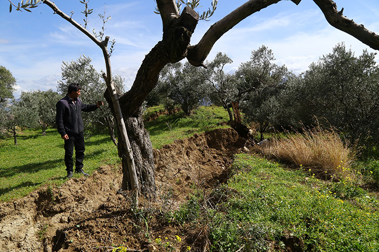 deprem-80-yillik-zeytin-agacini-ikiye-boldu.jpg