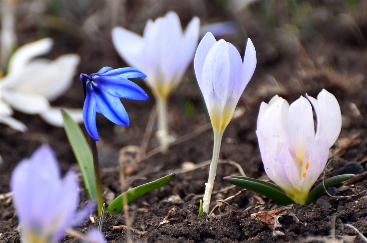baharin-mujdecisi-kardelenler-ve-cigdemler-acmaya-basladi-001.jpg