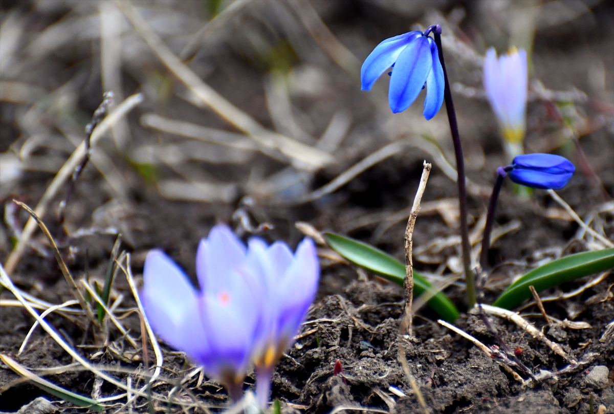 baharin-mujdecisi-kardelenler-ve-cigdemler-acmaya-basladi-002.jpg