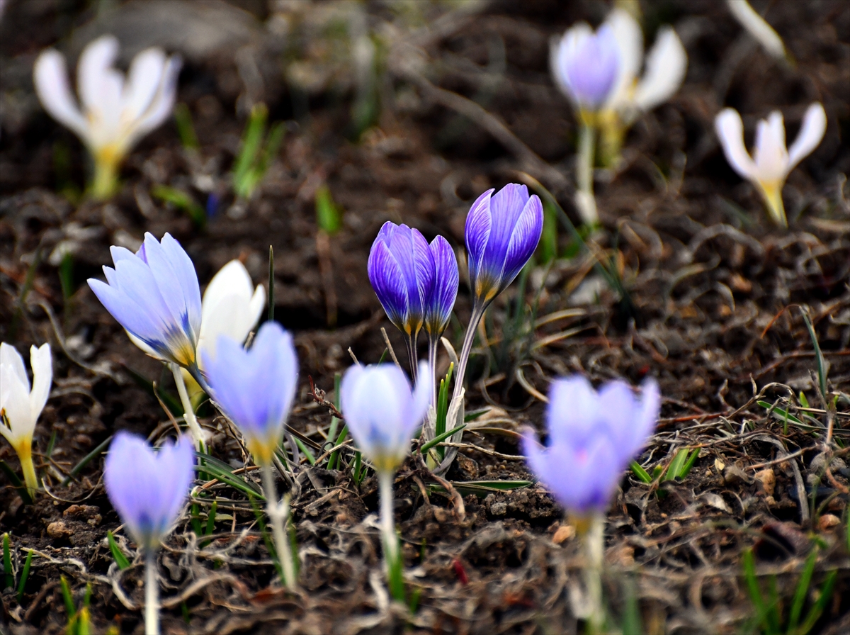 baharin-mujdecisi-kardelenler-ve-cigdemler-acmaya-basladi-004.jpg