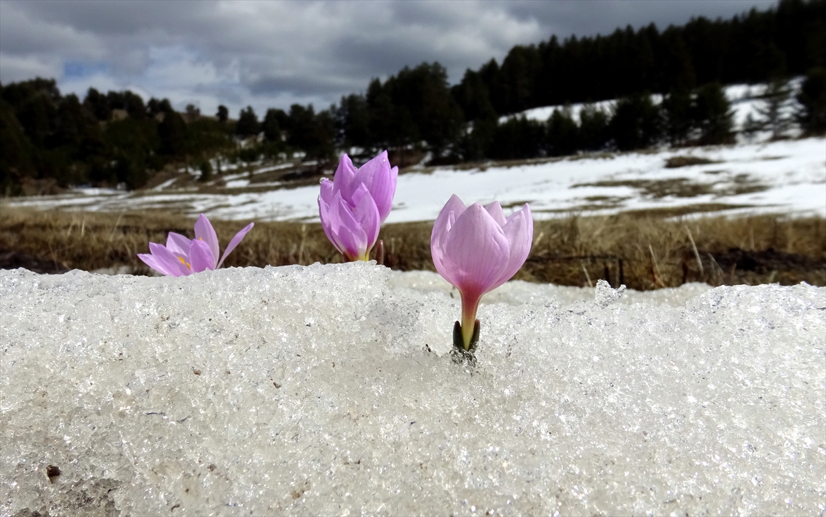 baharin-mujdecisi-kardelenler-ve-cigdemler-acmaya-basladi-006.jpg