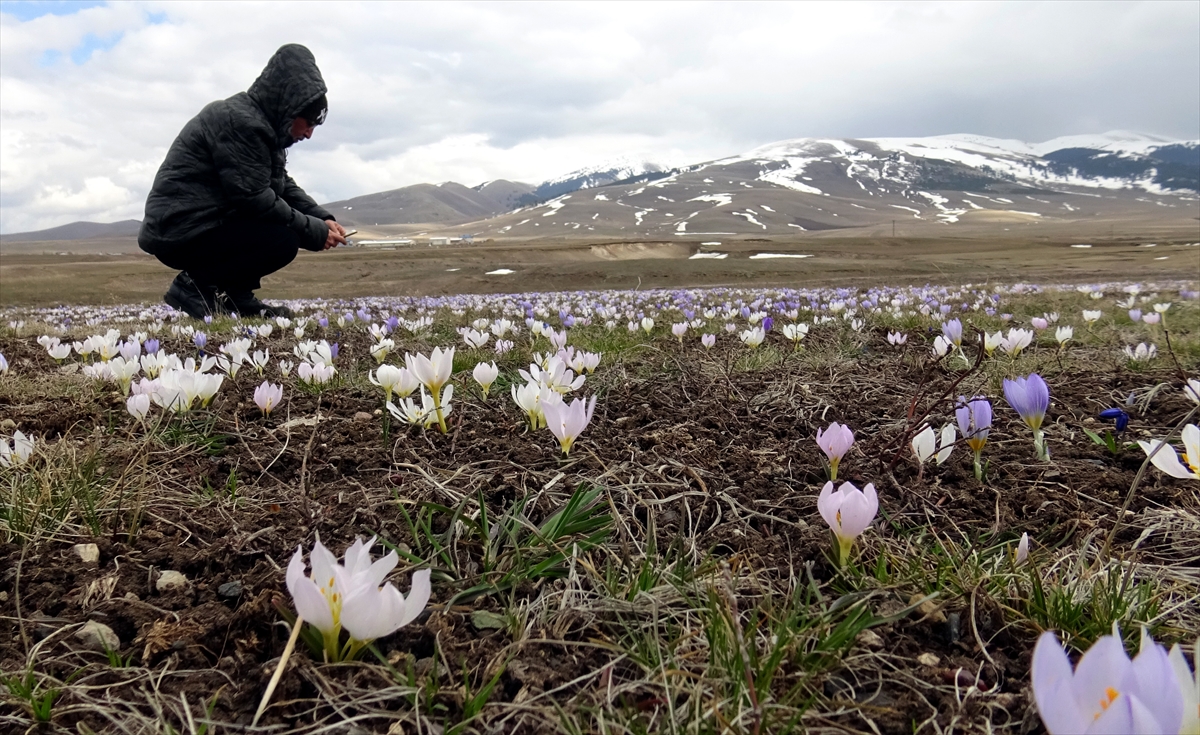 baharin-mujdecisi-kardelenler-ve-cigdemler-acmaya-basladi-007.jpg