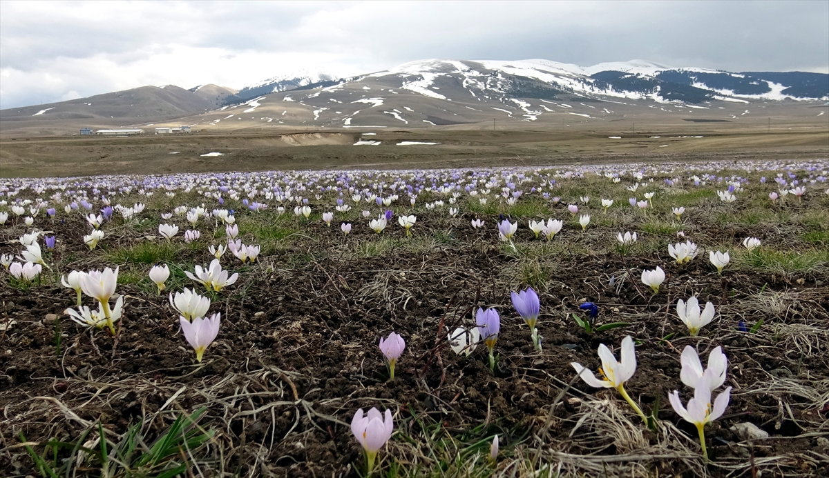baharin-mujdecisi-kardelenler-ve-cigdemler-acmaya-basladi.jpg