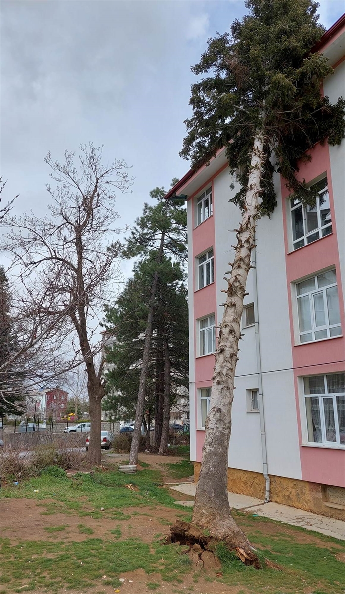 konyada-siddetli-ruzgar-yarim-asirlik-agaci-devirdi-001.jpg