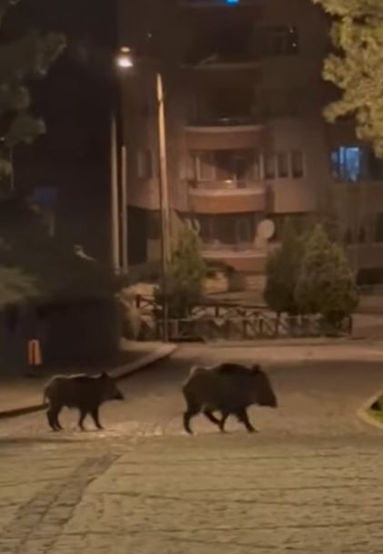 konyada-ac-kalan-domuzlar-sehre-indi.jpg