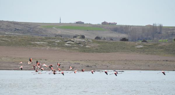 tuz-golunun-misafirleri-flamingolar-kuluckaya-geldi-001.jpg
