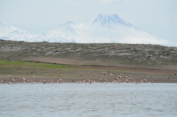 tuz-golunun-misafirleri-flamingolar-kuluckaya-geldi-005.jpg