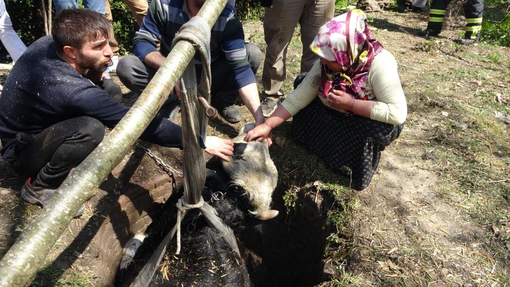yangindan-kacarken-kuyuya-dusen-dana-kepce-yardimiyla-kurtarildi.jpg