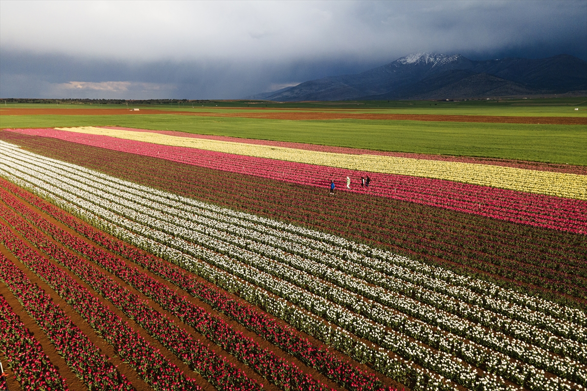 konyaya-80-kilometre-uzakliktaki-lale-bahcesine-ziyaretci-akini-001.jpg
