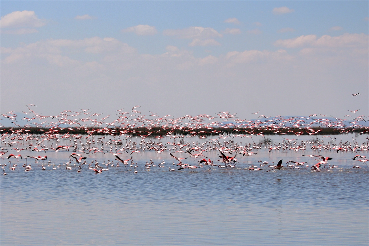 konyanin-kus-cenneti-flamingolarin-gelmesiyle-bolge-ayri-bir-guzellige-burundu.jpg